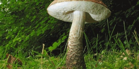 Gljive obabka: koliko kuhati, kako očistiti prije kuhanja